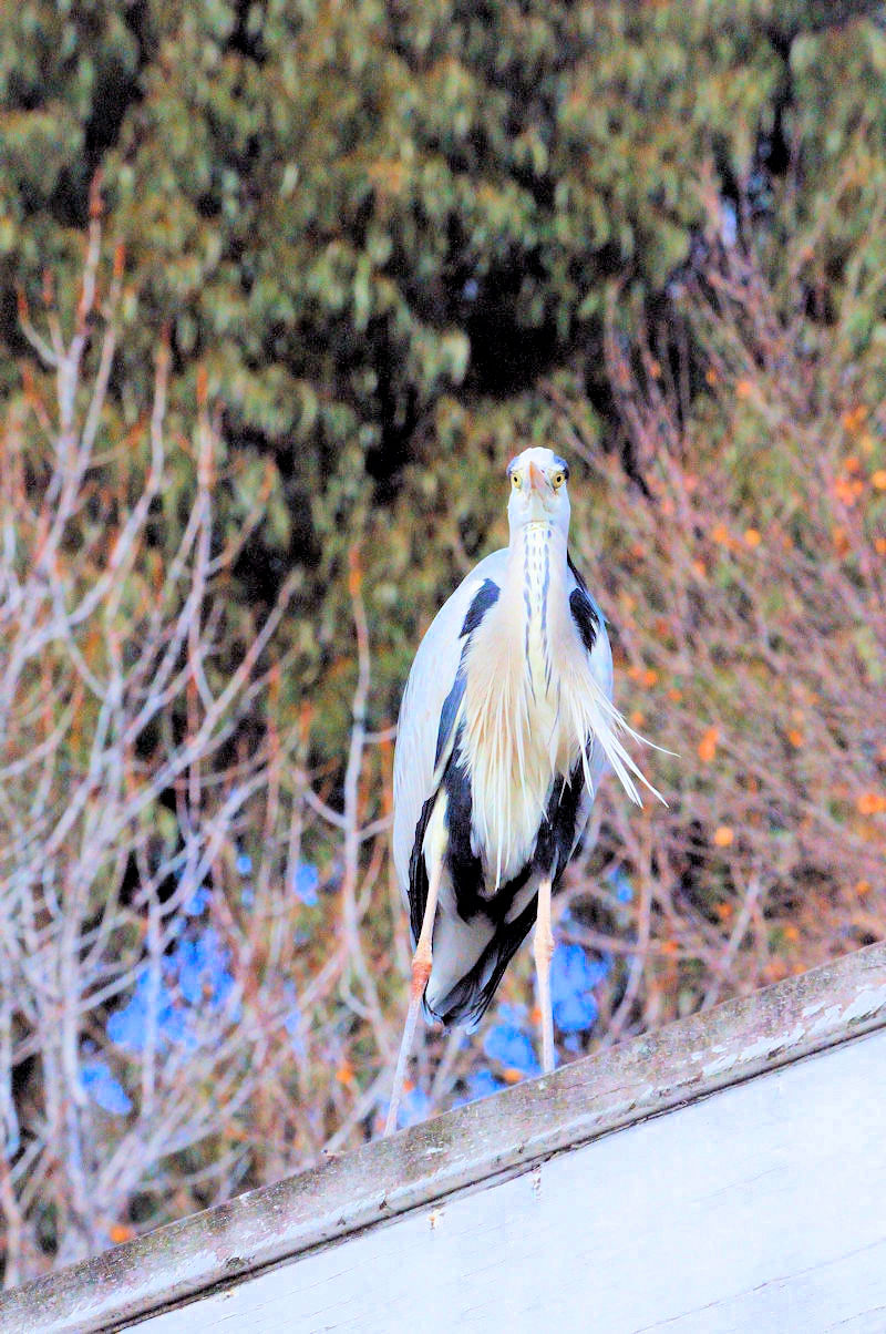 アオサギ（２態-1）　成鳥　花博記念公園鶴見緑地　大阪市　2018/01/07　Photo by Kohyuh