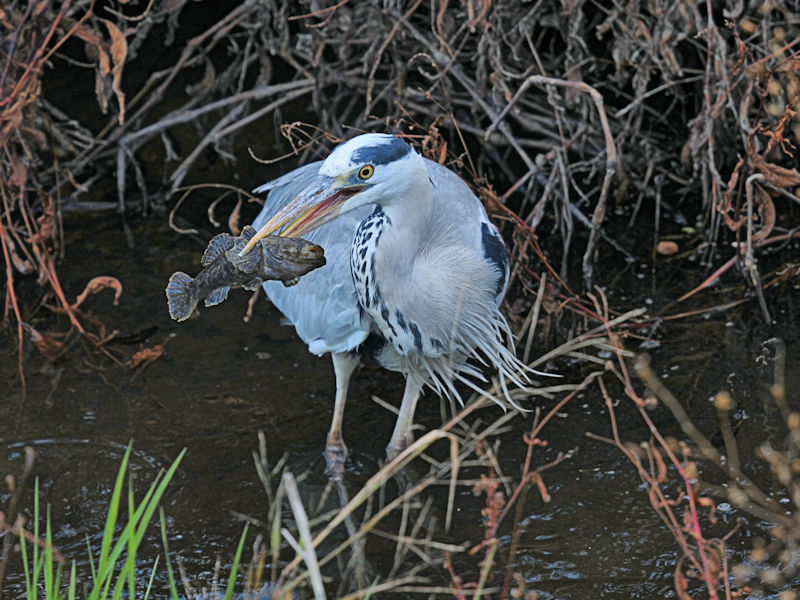 アオサギ成鳥（２態-1）　船橋川　枚方市　2019/11/30　Photo by Kohyuh