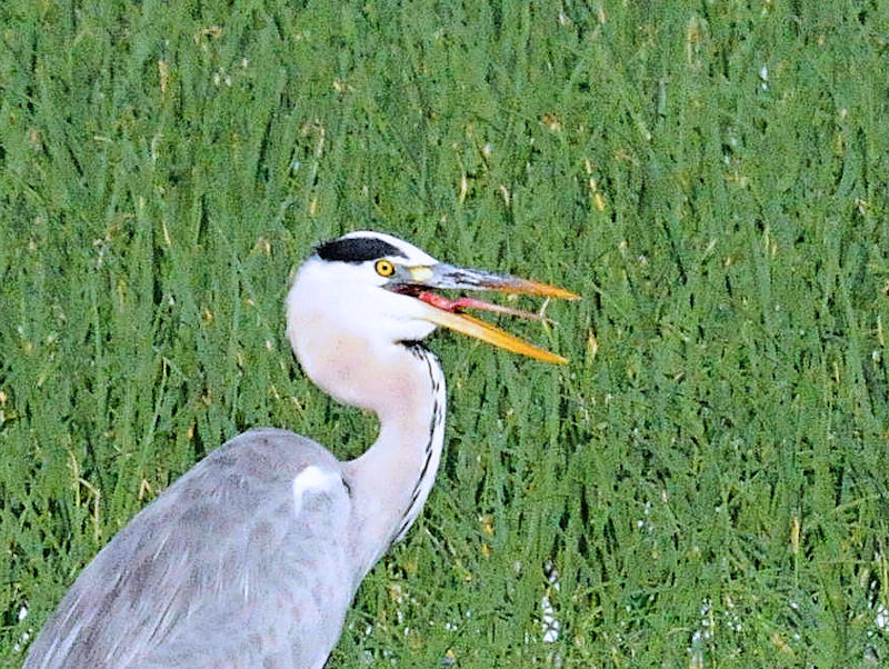 アオサギ成鳥　防賀川　八幡市　2018/09/18　Photo by Kohyuh