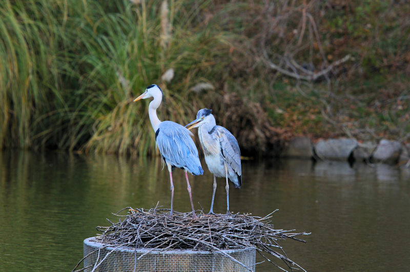 アオサギの巣作り（４態-1）　鶴見緑地公園　大阪市　2020/01/22　Photo by Kohyuh