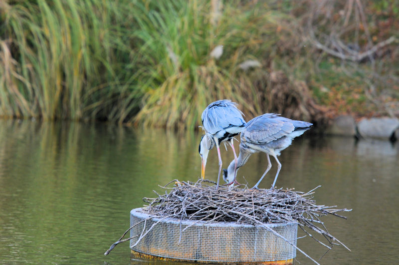 アオサギの巣作り（４態-2）　鶴見緑地公園　大阪市　2020/01/22　Photo by Kohyuh
