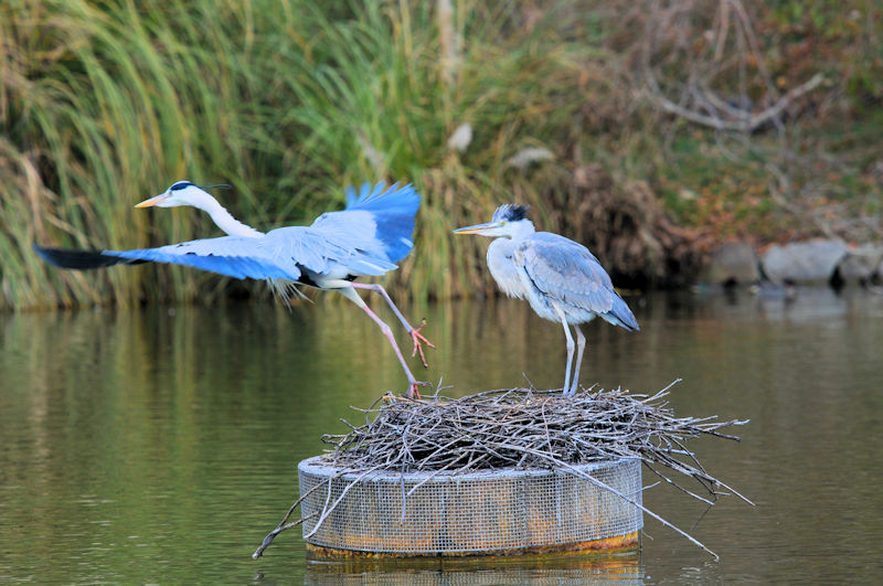 アオサギの巣作り（４態-3）　鶴見緑地公園　大阪市　2020/01/22　Photo by Kohyuh