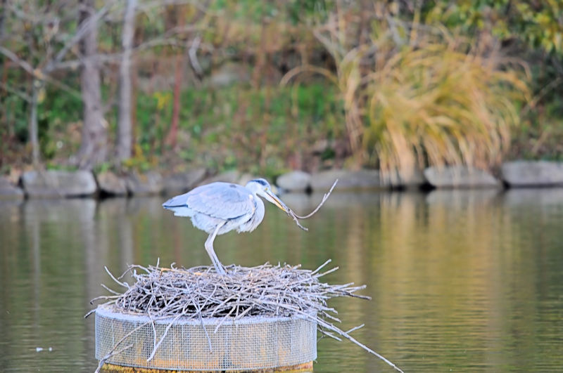 アオサギの巣作り（４態-4）　鶴見緑地公園　大阪市　2020/01/22　Photo by Kohyuh