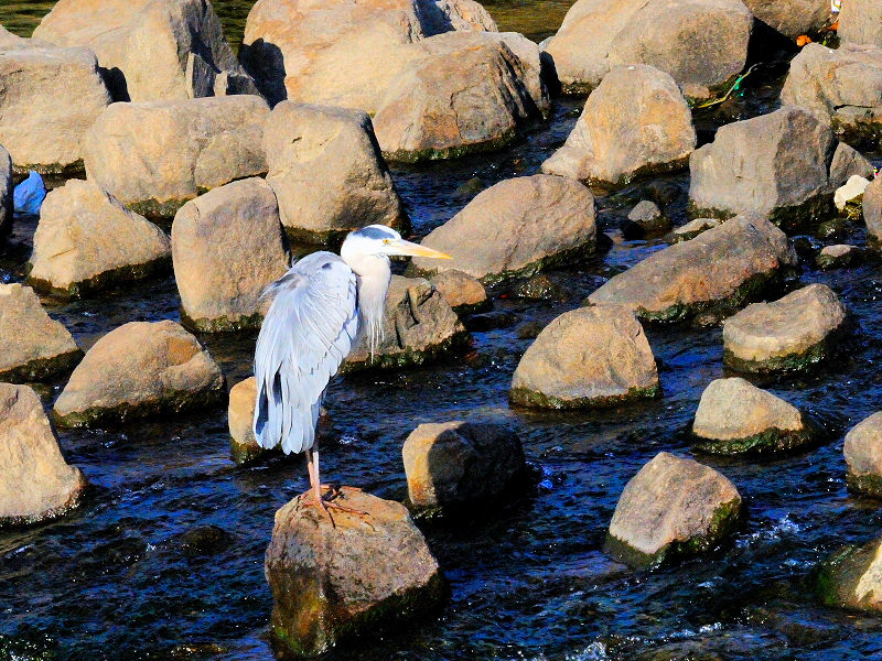 アオサギ２態-2　成鳥　淀川左岸　枚方市　2016/11/11　Photo by Kohyuh