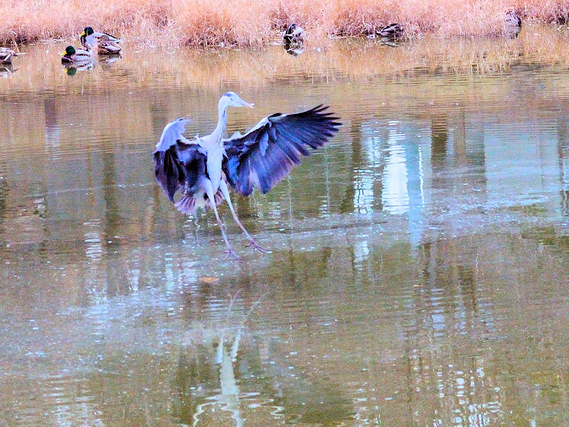 アオサギ（２態-2）　成鳥　花博記念公園鶴見緑地　大阪市　2018/01/07　Photo by Kohyuh
