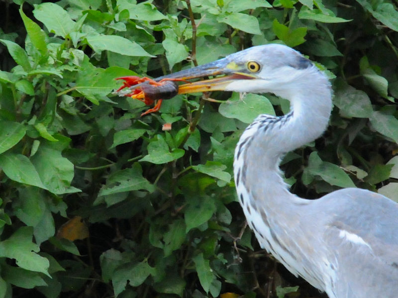 アオサギ成鳥（３態-2）  船橋川　大阪市 2018/09/11　Photo by Kohyuh