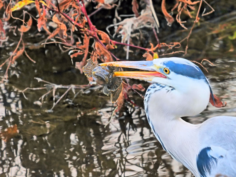 アオサギ成鳥（２態-2）　船橋川　枚方市　2019/11/30　Photo by Kohyuh