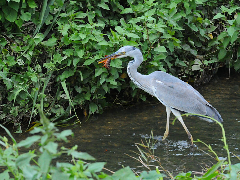 アオサギ成鳥（３態-3）  船橋川　大阪市 2018/09/11　Photo by Kohyuh