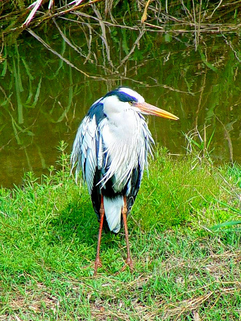 ② アオサギ　成鳥　交野市　天野川　2007/04/27　Photo by Kohyuh