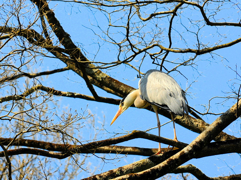 アオサギ　成鳥　尺代　島本町　大阪府　2010/04/08　Photo by Kohyuh