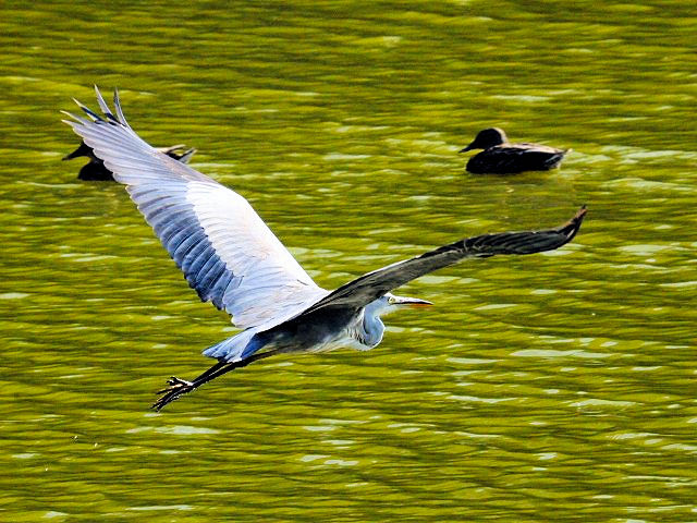 ④ アオサギ　成鳥　奈良市　水上池　2010/11/10　Photo by Kohyuh