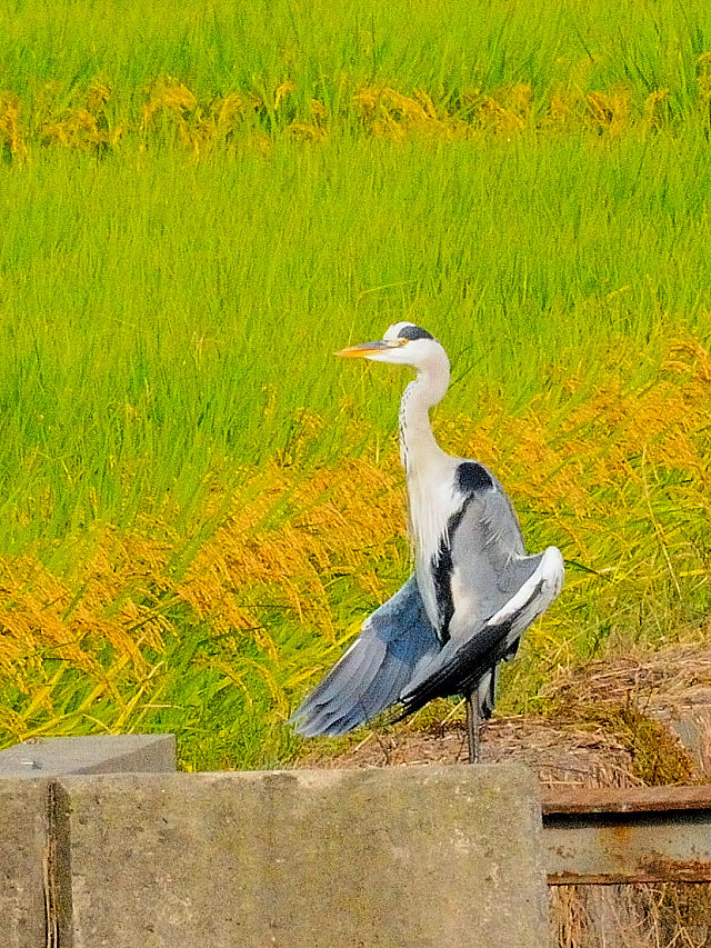 アオサギ （日光浴）　成鳥　防賀川　八幡市　2016/10/02　Photo by Kohyuh