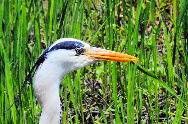 アオサギ　成鳥　放生川　八幡市　2017/05/02　Photo by Kohyuh
