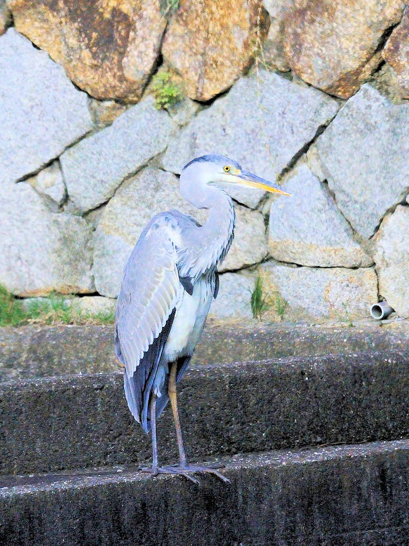 アオサギ　成鳥　八幡市役所近く　八幡市　2017/09/18　Photo by Kohyuh