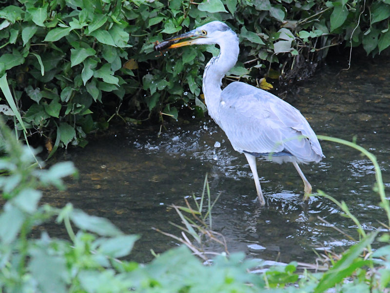アオサギ成鳥（３態-1）  船橋川　大阪市 2018/09/11　Photo by Kohyuh