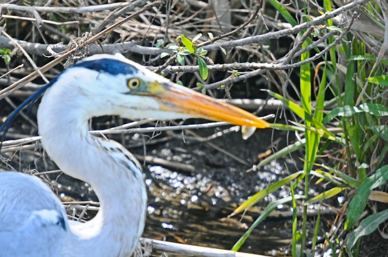 アオサギ　成鳥　大谷川　八幡市　2021/04/15　Photo by Kohyuh