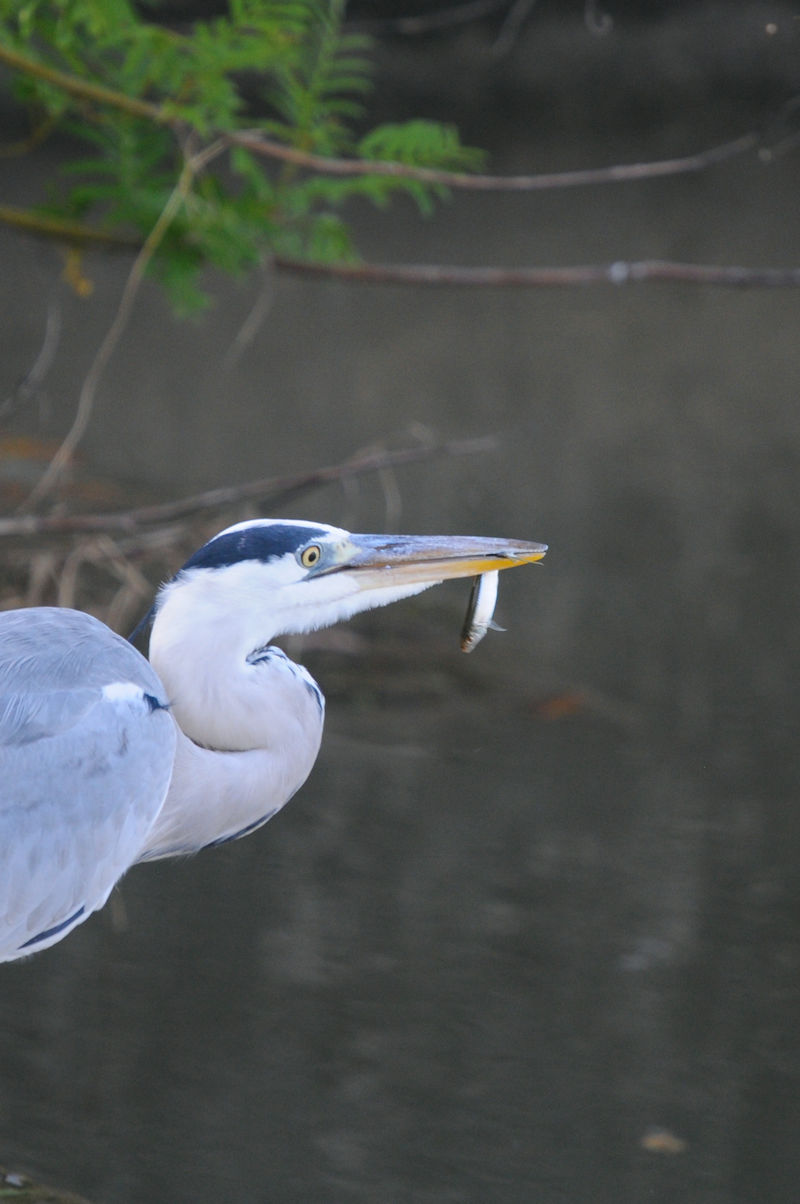 アオサギ　成鳥　大谷川　八幡市　2021/10/05　Photo by Kohyuh