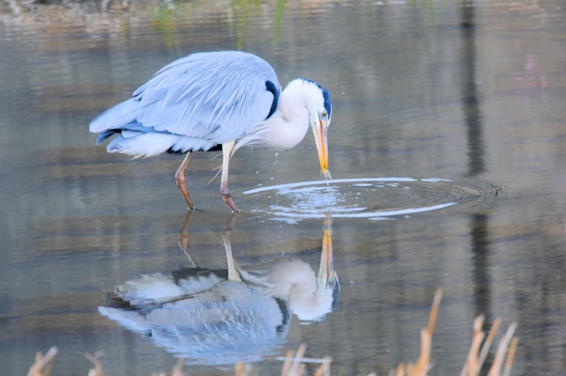 アオサギ 成鳥　大谷川　八幡市　2022/02/02　Photo by Kohyuh