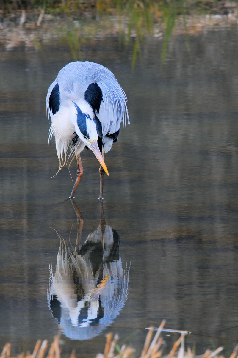 アオサギ 成鳥　大谷川　八幡市　2022/02/02　Photo by Kohyuh