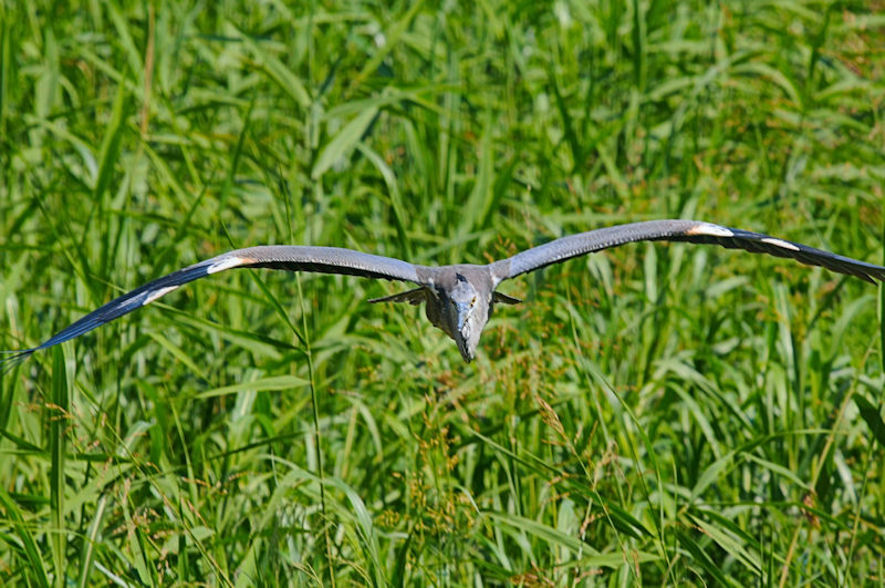 アオサギ　成鳥　大谷川　八幡市　2022/07/28　Photo by Kohyuh