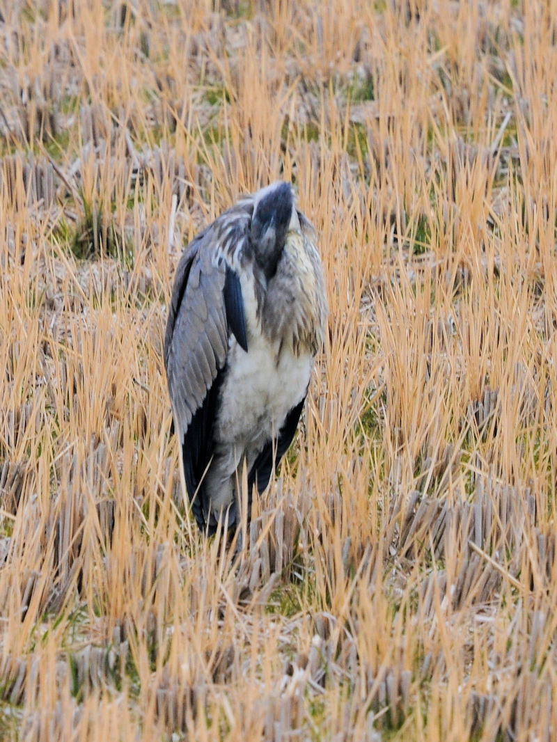 アオサギ　成鳥　八幡市　2023/01/13　Photo by Kohyuh
