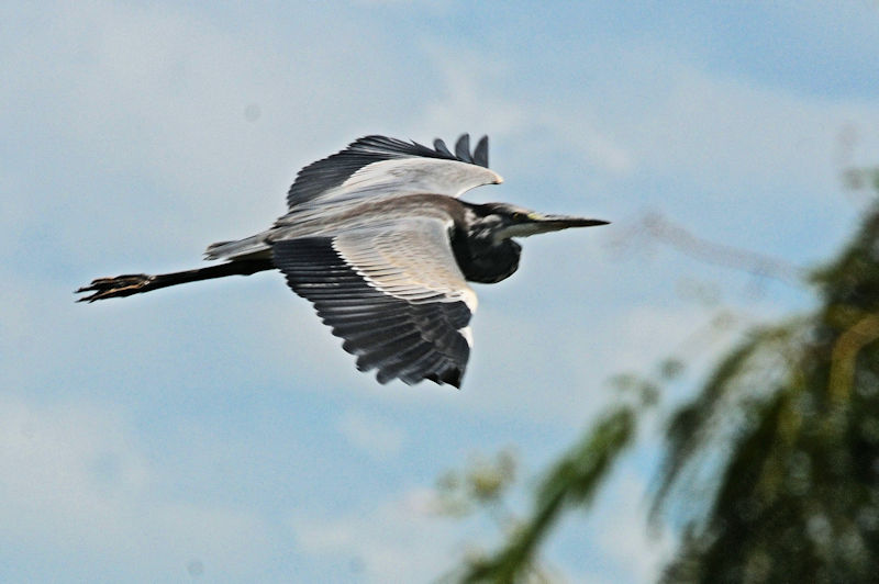 アオサギ　成鳥　大谷川　八幡市　2023/08/11　Photo by Kohyuh