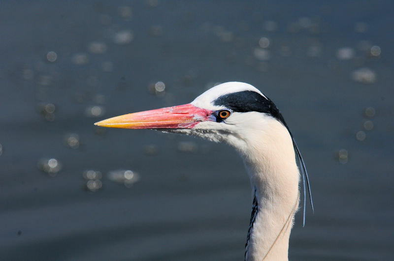 アオサギ頭部　成鳥　花博記念公園鶴見緑地　大阪市　2021/02/25　Photo by Kohyuh