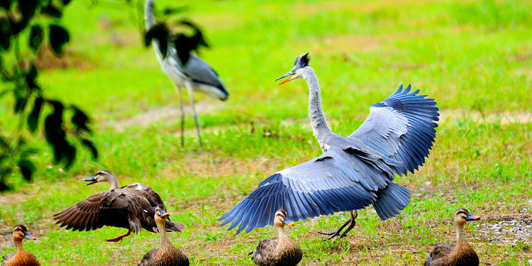 ⑤ アオサギ　成鳥　枚方市　山田池公園　2012/07/02　Photo by Kohyuh