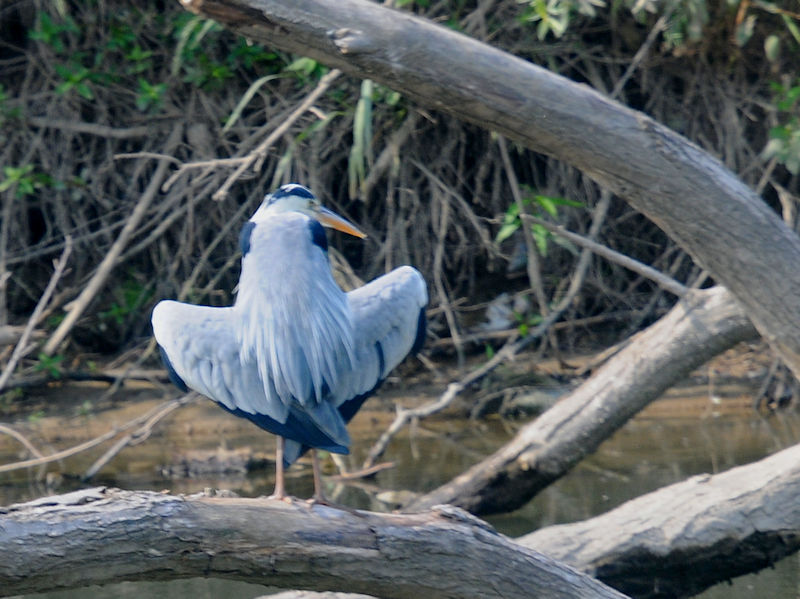かわきた運動公園　八幡市　2020/06/04　Photo by Kohyuh