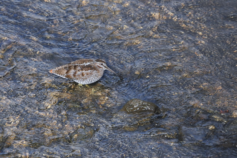 アオシギ （６態-1）　成鳥　交野市　2015/01/28　Photo by Takase