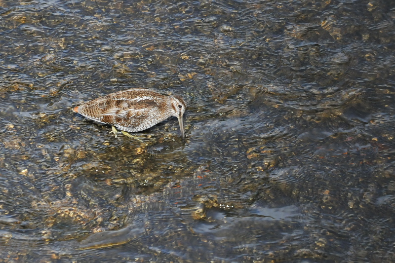 アオシギ （６態-2）　成鳥　交野市　2015/01/28　Photo by Takase