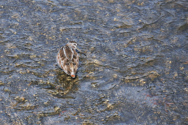 アオシギ （６態-3）　成鳥　交野市　2015/01/28　Photo by Takase