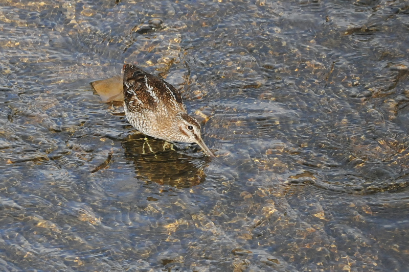 アオシギ （６態-4）　成鳥　交野市　2015/01/28　Photo by Takase