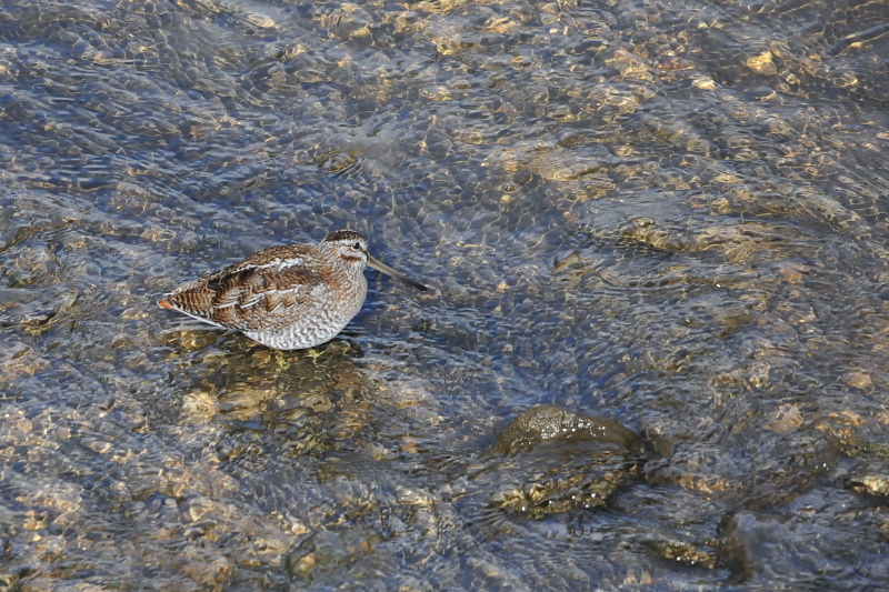 アオシギ （６態-5）　成鳥　交野市　2015/01/28　Photo by Takase