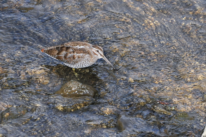 アオシギ （６態-6）　成鳥　交野市　2015/01/28　Photo by Takase