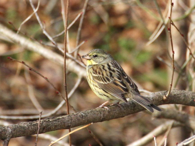 G AIW@ @̌΁@ꌧ@2013/02/07 Photo by Manda@iʐ^񋟁F@ݓcj