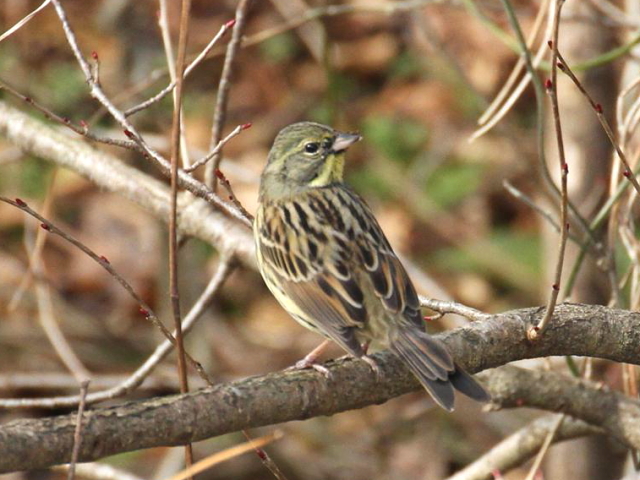 H AIW@ @̌΁@ꌧ@2013/02/07 Photo by Manda@iʐ^񋟁F@ݓcj