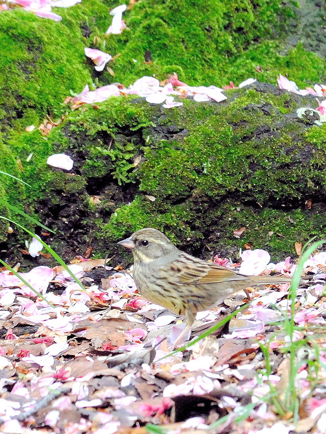 AIW@iV-1j@@s@2017/04/18@Photo by Kohyuh