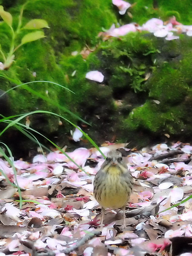 AIW@iV-2j@@s@2017/04/18@Photo by Kohyuh