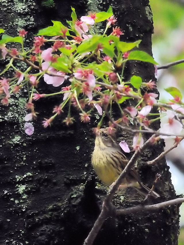 AIW@iV-3j@@s@2017/04/18@Photo by Kohyuh