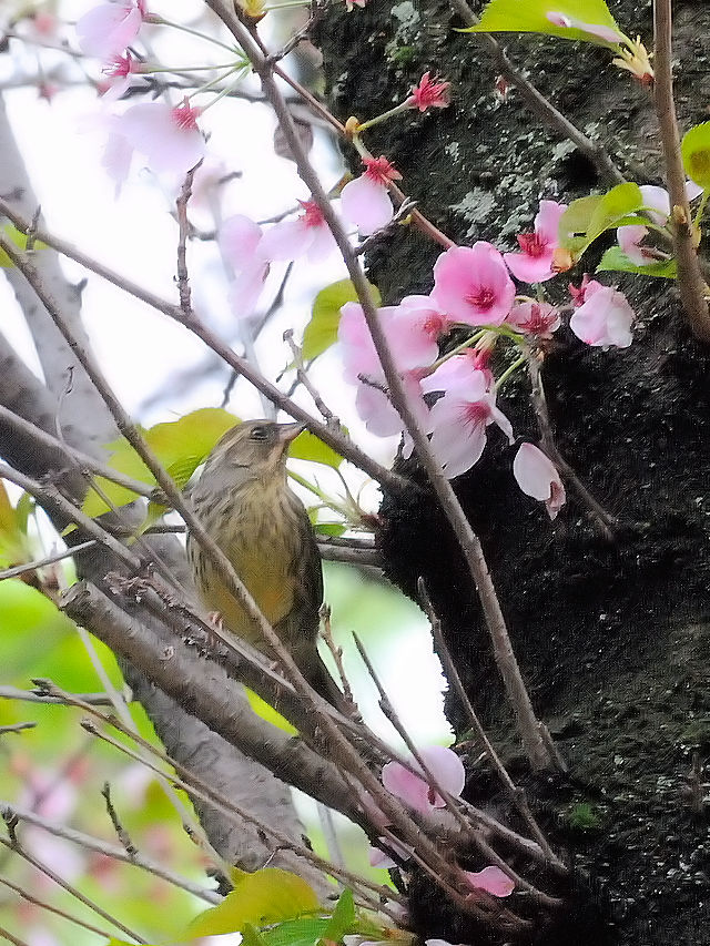 AIW@iV-4j@@s@2017/04/18@Photo by Kohyuh