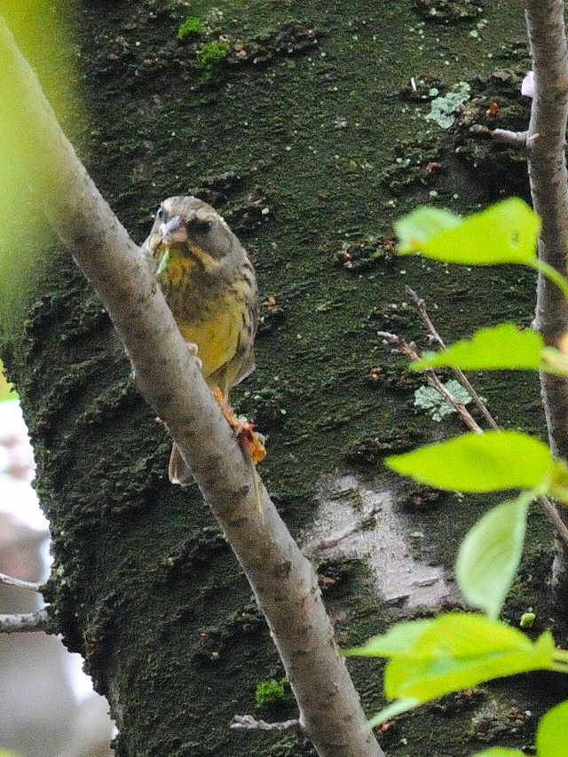 AIW@iV-5j@@s@2017/04/18@Photo by Kohyuh