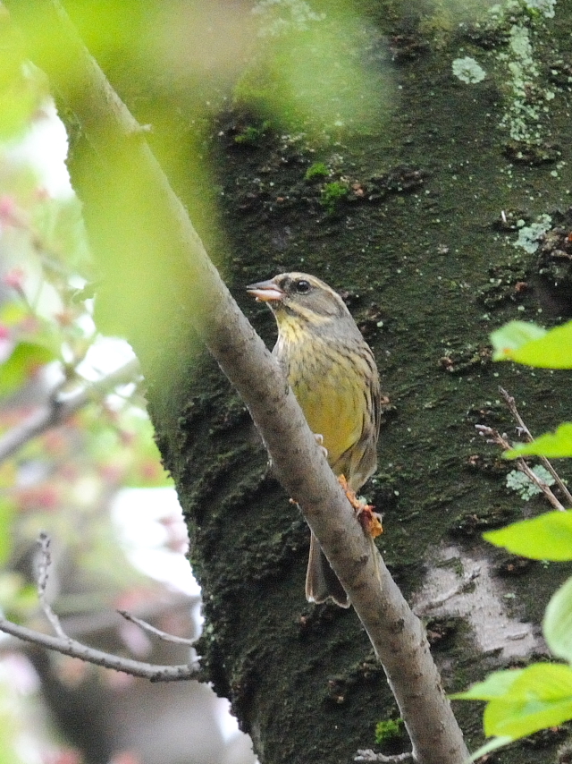 AIW@iV-6j@@s@2017/04/18@Photo by Kohyuh