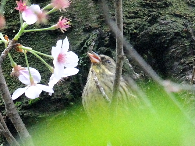 AIW@iV-7j@@s@2017/04/18@Photo by Kohyuh