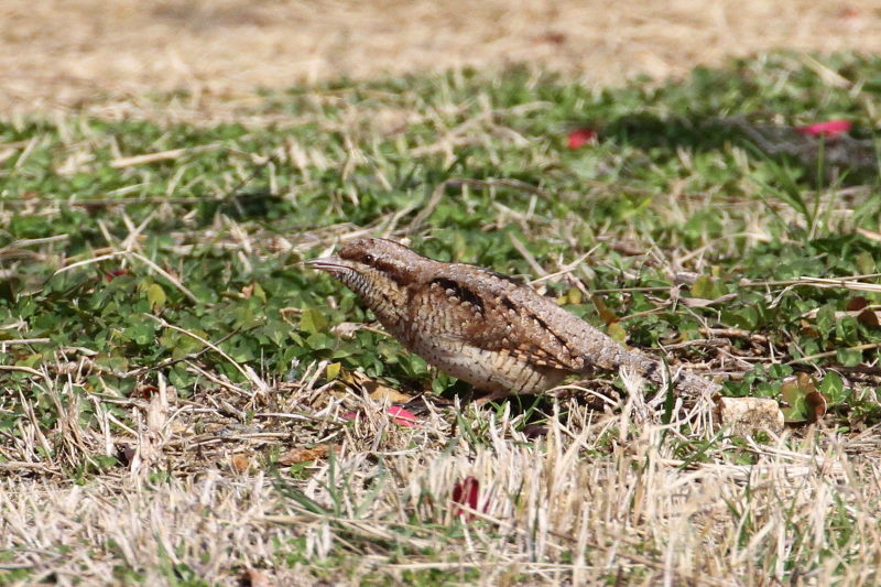 AXC iPO-10j@@ޗǎs@鋞Ձ@2015/03/05@Photo by Manda