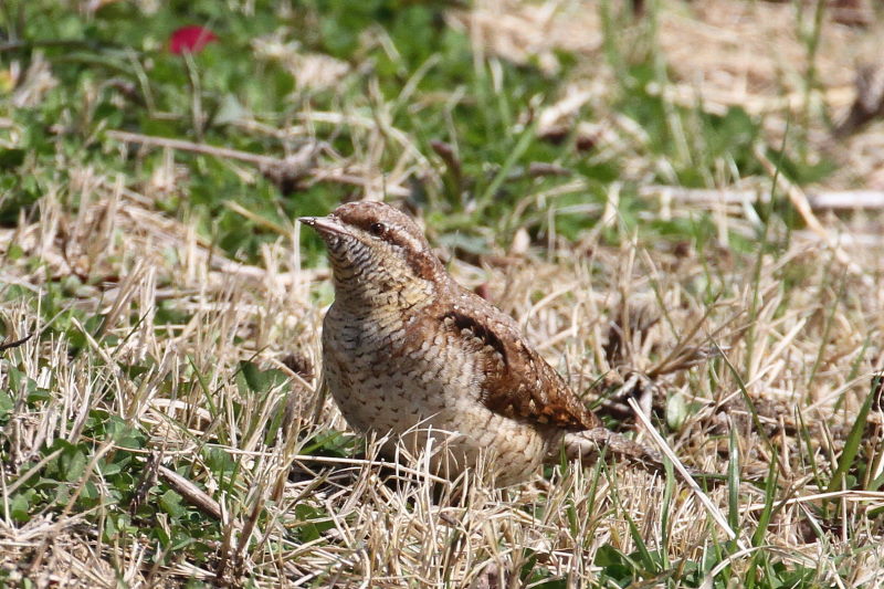 AXC iPO-1j@@ޗǎs@鋞Ձ@2015/03/05@Photo by Manda