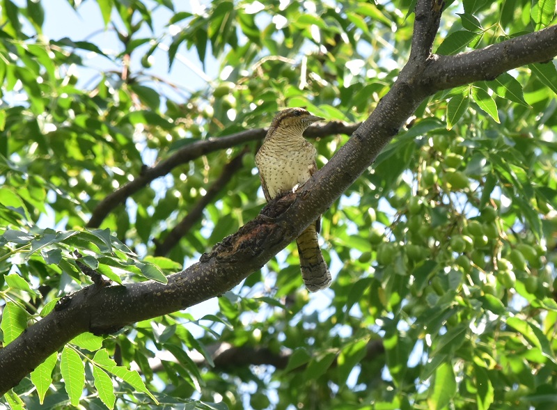 AXC iT-1j@<@썶݁@s@2016/10/07@ Photo by Hayashi