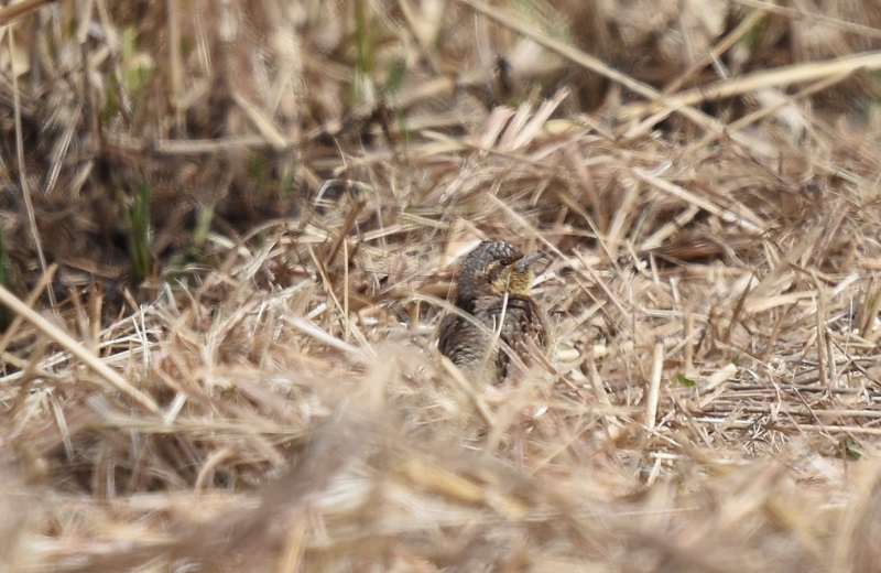  平城京のアリスイ（８態-1）　平城京　奈良市　2018/01/14　Photo by Hyashi　（写真提供：　林）
