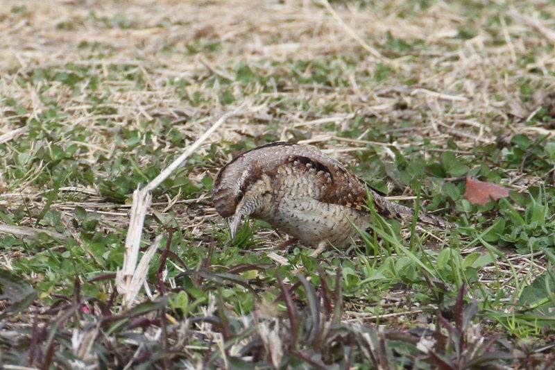 AXC iPO-2j@@ޗǎs@鋞Ձ@2015/03/05@Photo by Manda