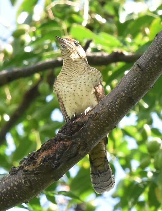 AXC iT-2j@<@썶݁@s@2016/10/07@ Photo by Hayashi